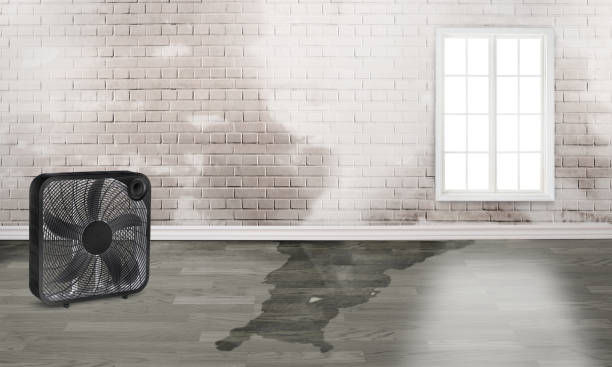Best Mold removal after water damage  in Columbus Af, MS