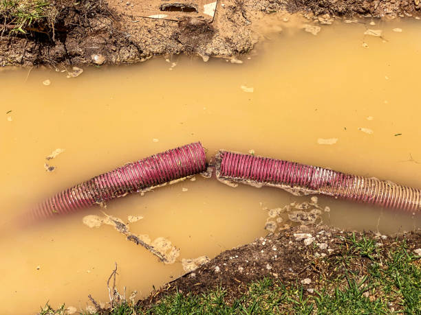 Best Flood damage cleanup  in Columbus Af, MS
