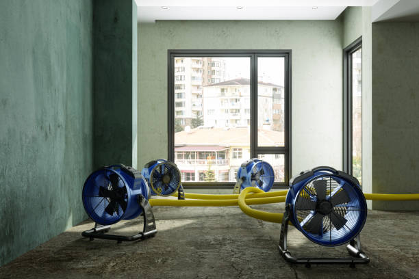 Best Professional water damage repair  in Columbus Af, MS